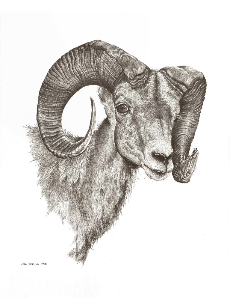 Desert Big Horn Ram – Carol Darling Art