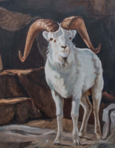 Dall Sheep Ram