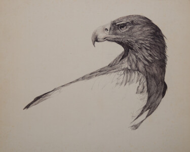 The ball point pen is too refined for my short attention span, and the detail demands of this magnificent bird of prey. I look forward to oil painting with a broad brush, to satisfy my interest in working with raptors.