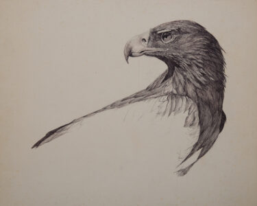 The ball point pen is too refined for my short attention span, and the detail demands of this magnificent bird of prey. I look forward to oil painting with a broad brush, to satisfy my interest in working with raptors.