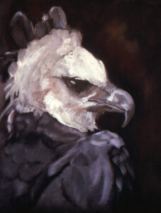 Climbed up next to the nest box, very dangerous territory! The female Harpy Eagle was watchful. In the wild, the female does most of the work, and is twice the size of the male. They are stunning magnificent birds, totally hypnotic!